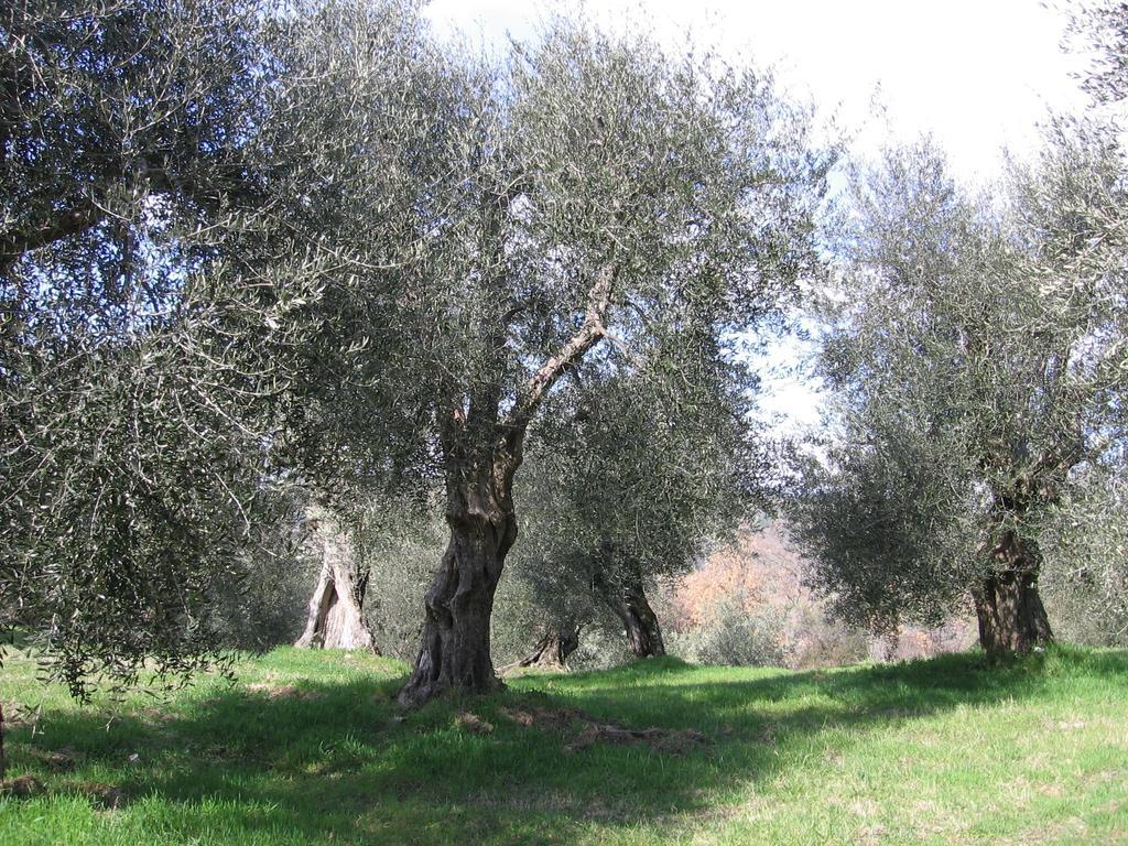 Casa Fioranna Vila Seggiano Quarto foto