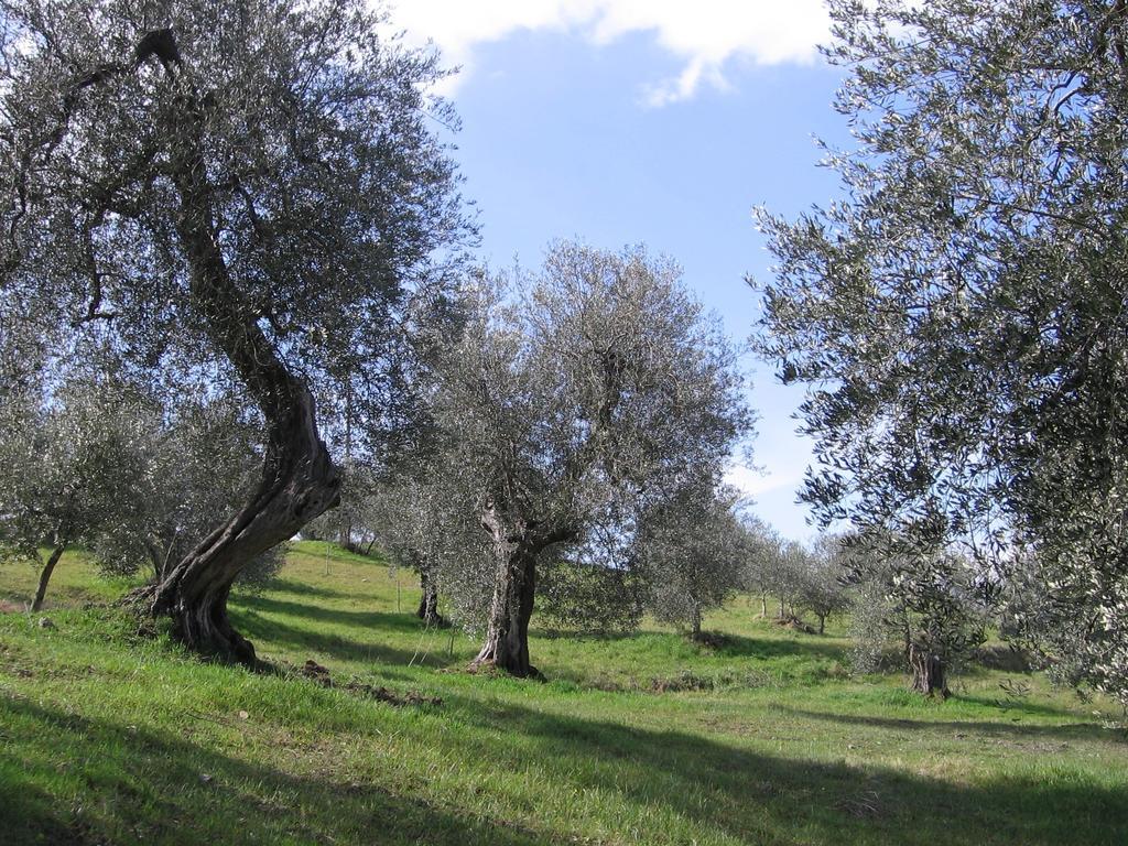 Casa Fioranna Vila Seggiano Quarto foto